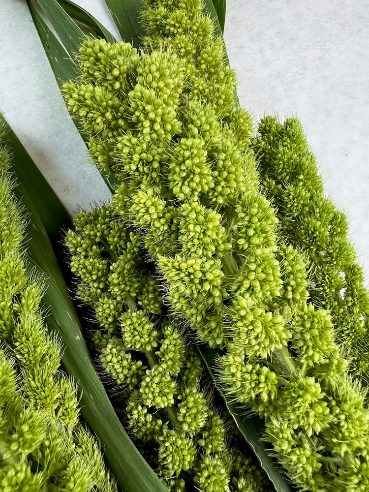 Millet-Limelight