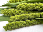 Millet-Limelight - SMFF Wholesale