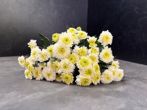 Heirloom Mum Spray-Brisa