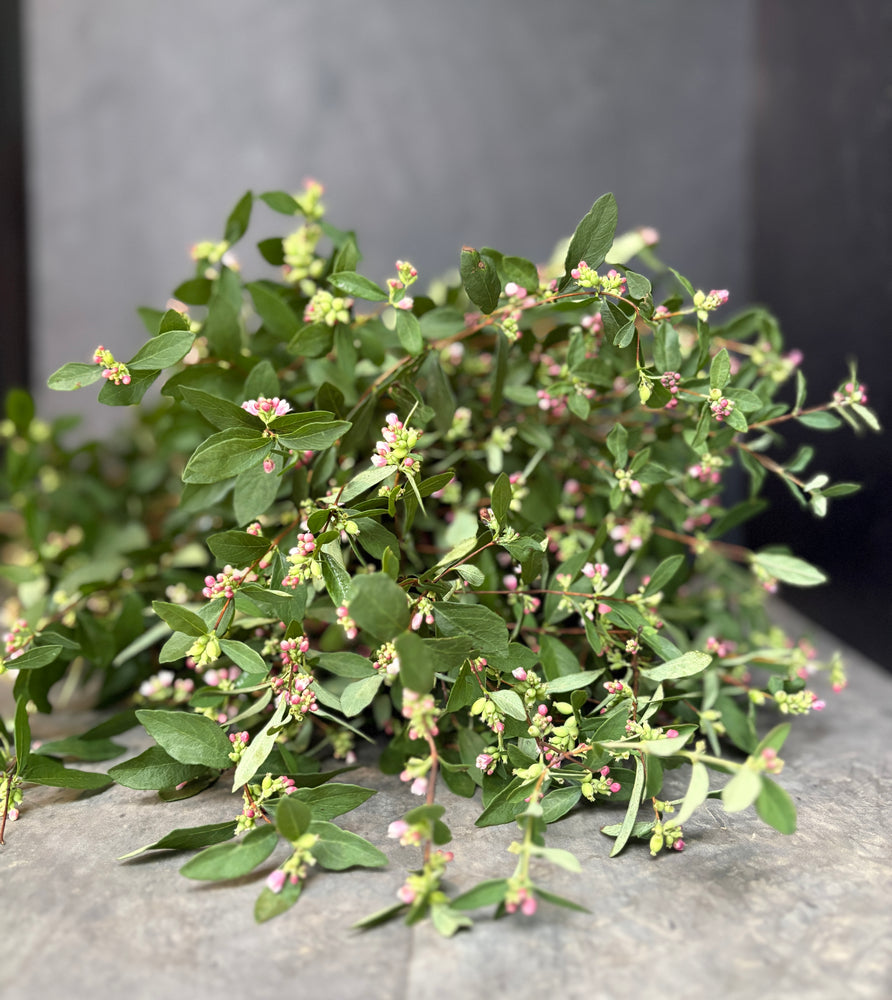 Snowberry-Foliage