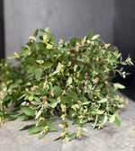 Snowberry-Foliage - SMFF Wholesale