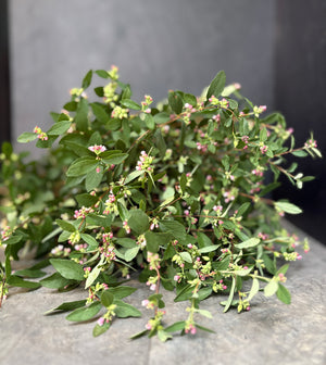 Snowberry-Foliage