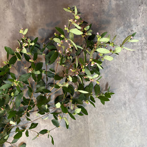 Snowberry-Foliage