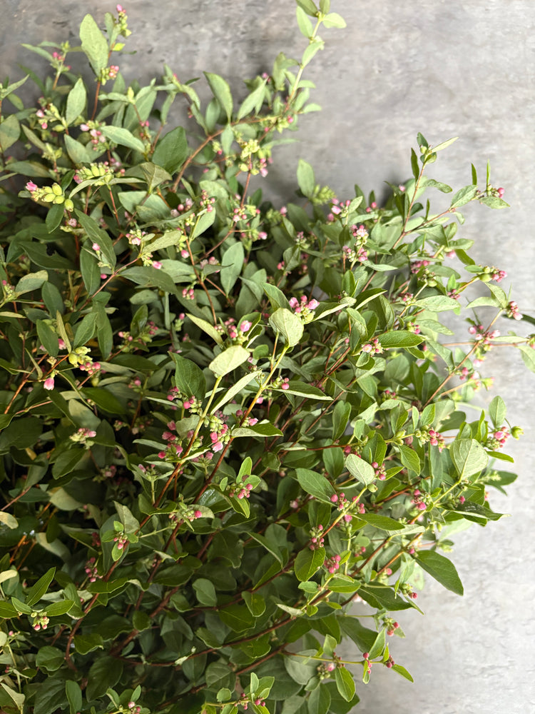 Snowberry-Foliage