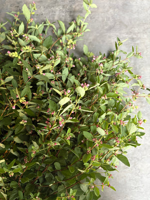 Snowberry-Foliage