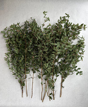 Snowberry-Foliage