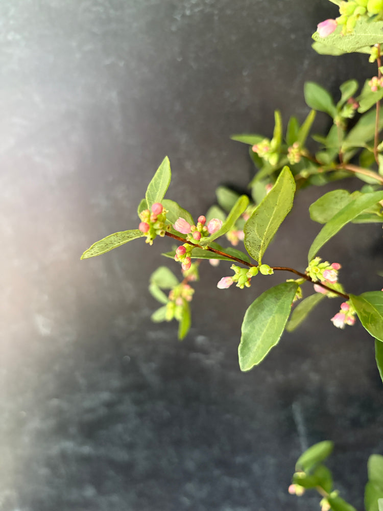 Snowberry-Foliage