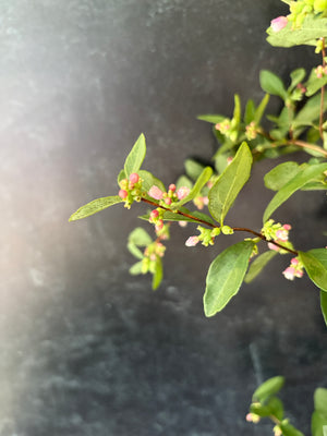 Snowberry-Foliage