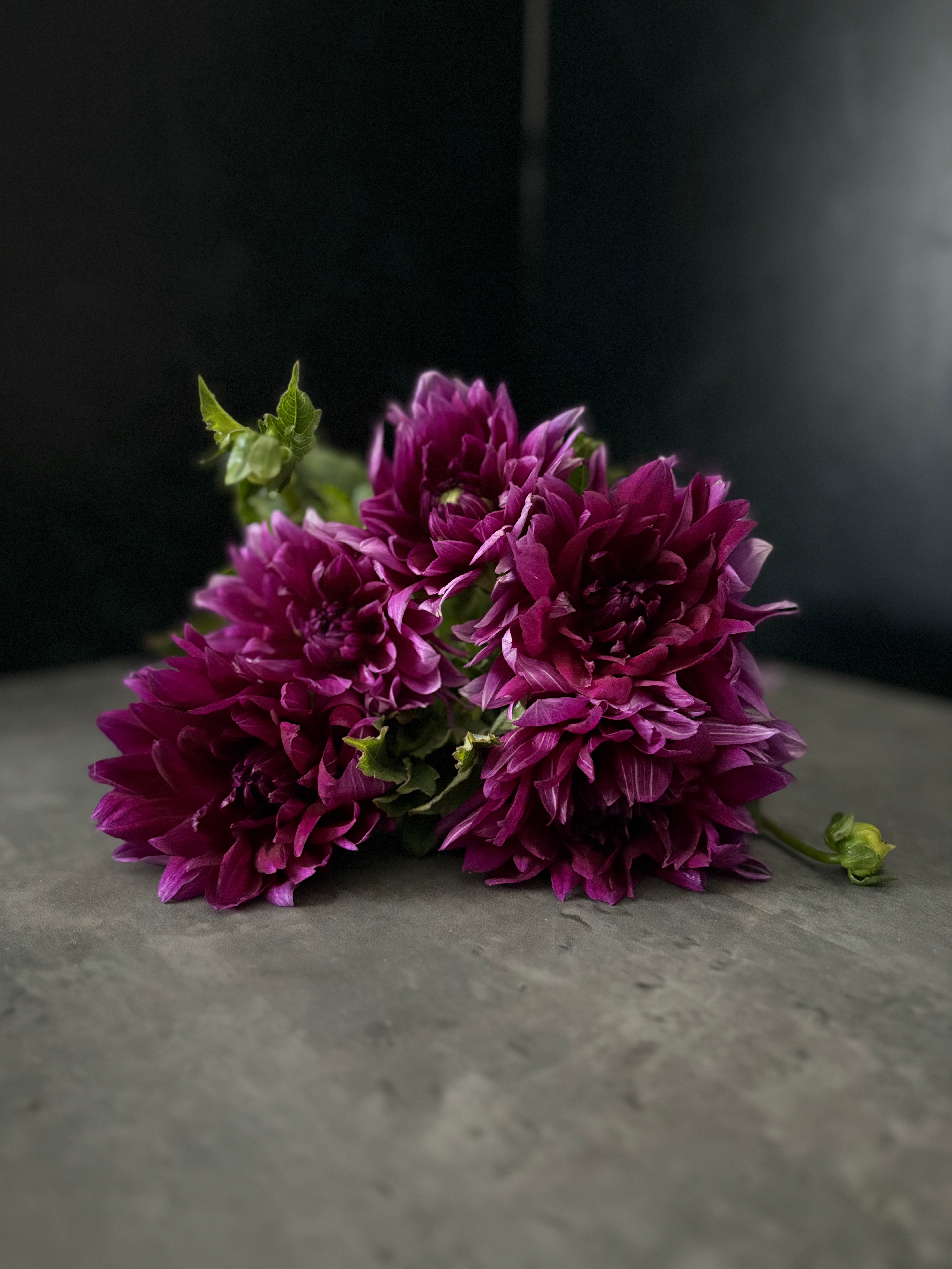 Dahlia Regular-Purple Star