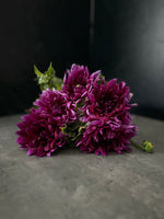Dahlia Regular-Purple Star - SMFF Wholesale