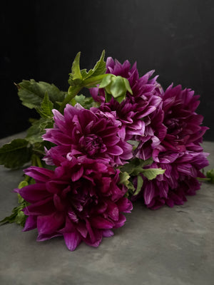 Dahlia Regular-Purple Star - SMFF Wholesale