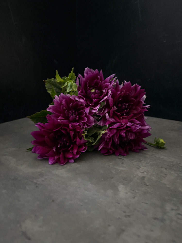 Dahlia Regular-Purple Star - SMFF Wholesale