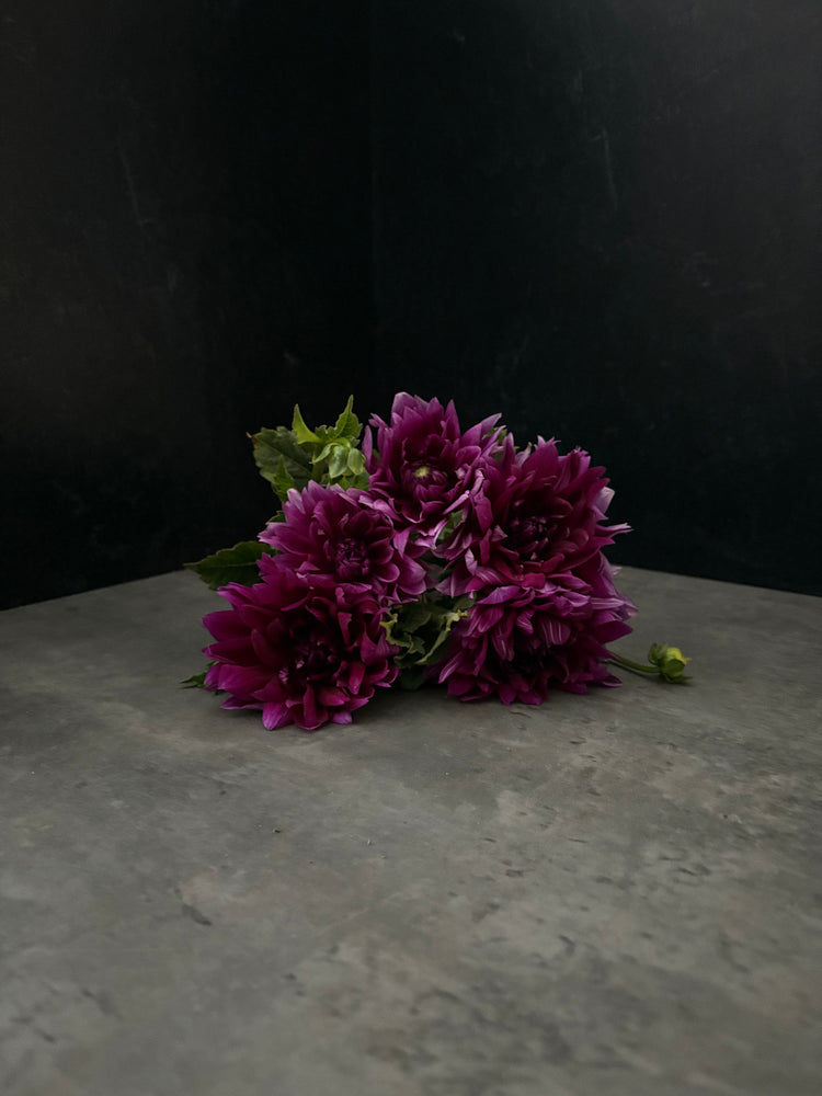 Dahlia Regular-Purple Star - SMFF Wholesale
