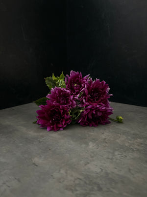 Dahlia Regular-Purple Star - SMFF Wholesale