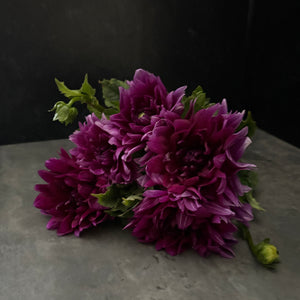 Dahlia Regular-Purple Star - SMFF Wholesale