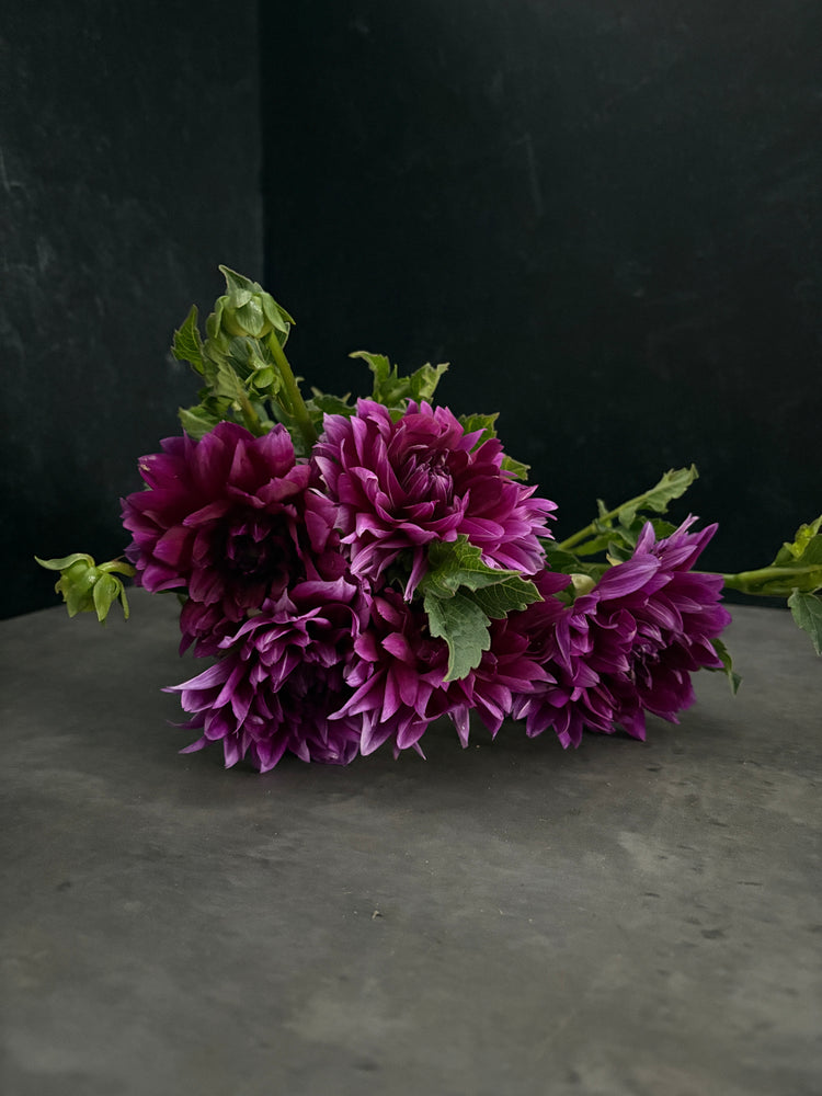 Dahlia Regular-Purple Star - SMFF Wholesale