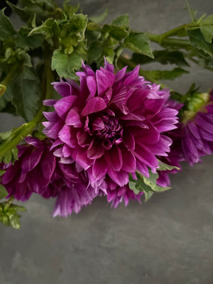 Dahlia Regular-Purple Star - SMFF Wholesale