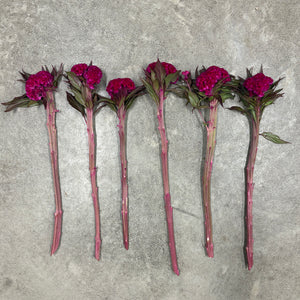 Celosia Crest-Prince Rose