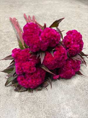 Celosia Crest-Prince Rose