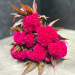 Celosia Crest-Prince Rose