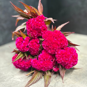 Celosia Crest-Prince Rose - SMFF Wholesale