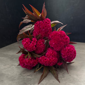 Celosia Crest-Prince Rose