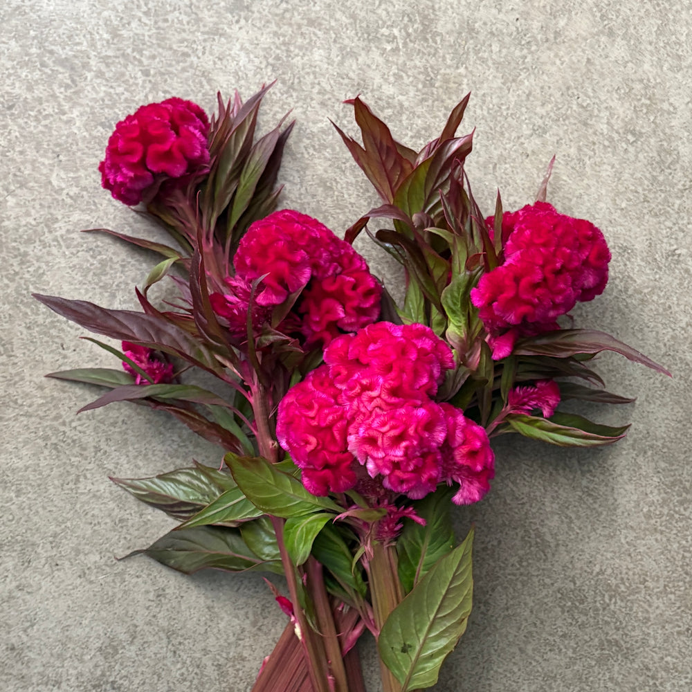 Celosia Crest-Prince Rose