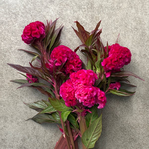 Celosia Crest-Prince Rose