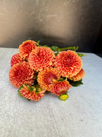 Dahlia Regular-Hy Suntan
