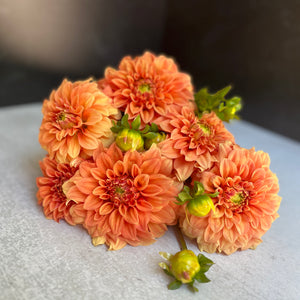 Dahlia Medium-Bracken Palomino