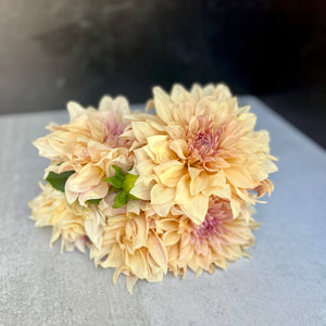 Dahlia Dinnerplate-Cafe au Lait Cream