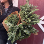 Evergreens-Bulk Fir