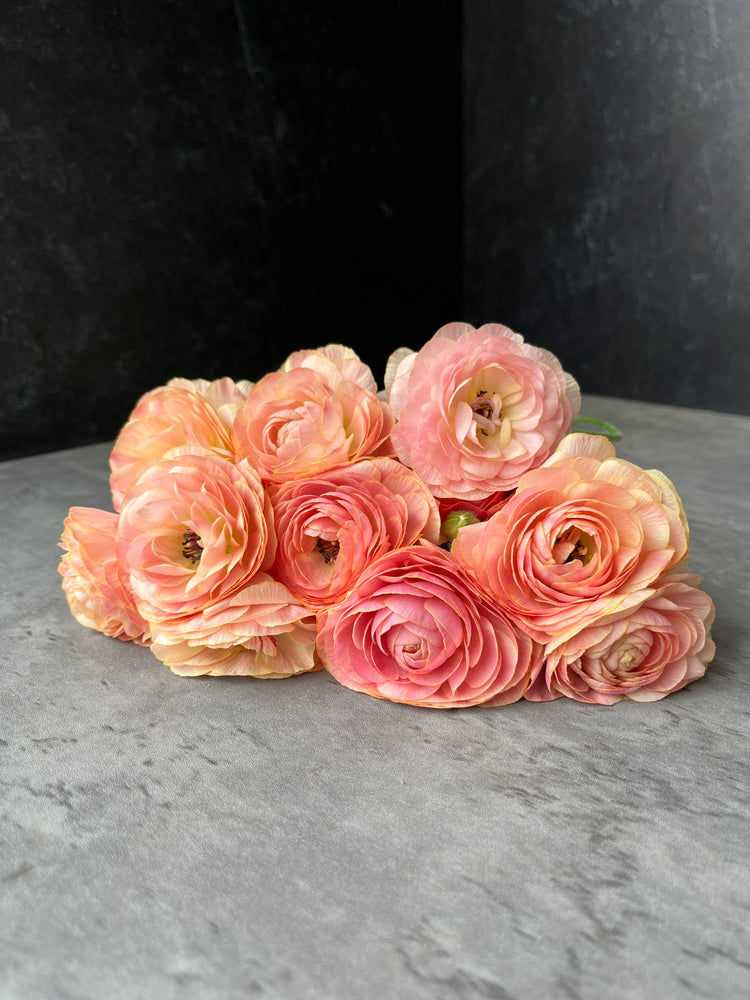 Ranunculus Specialty Romance-Coral
