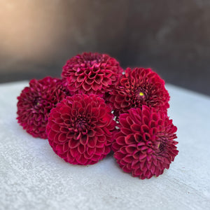 Dahlia Regular-Jesse G