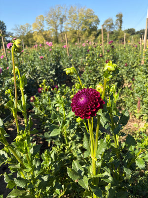 Dahlia Regular-Ivanetti
