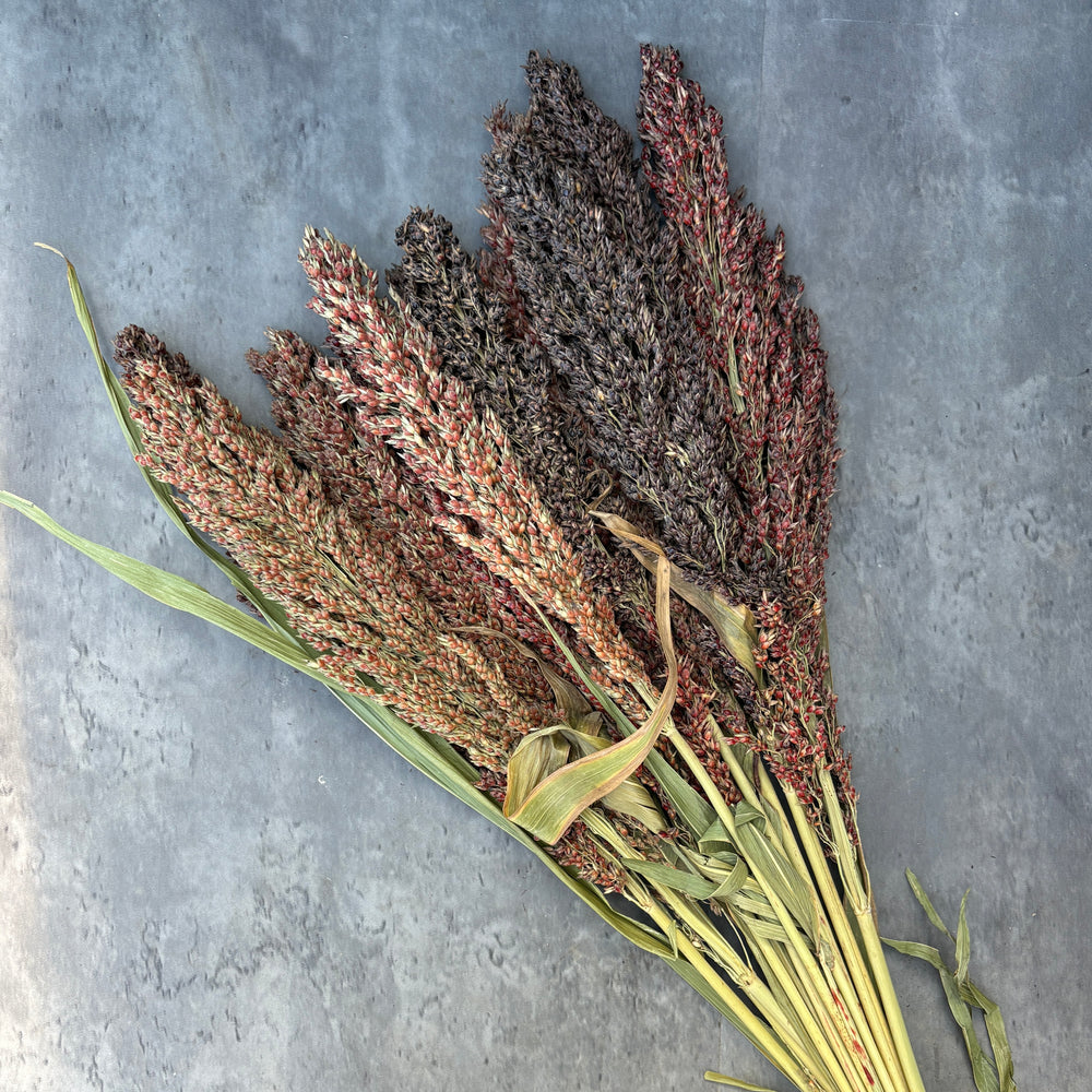 Dried Grains-Broomcorn Colors - SMFF Wholesale