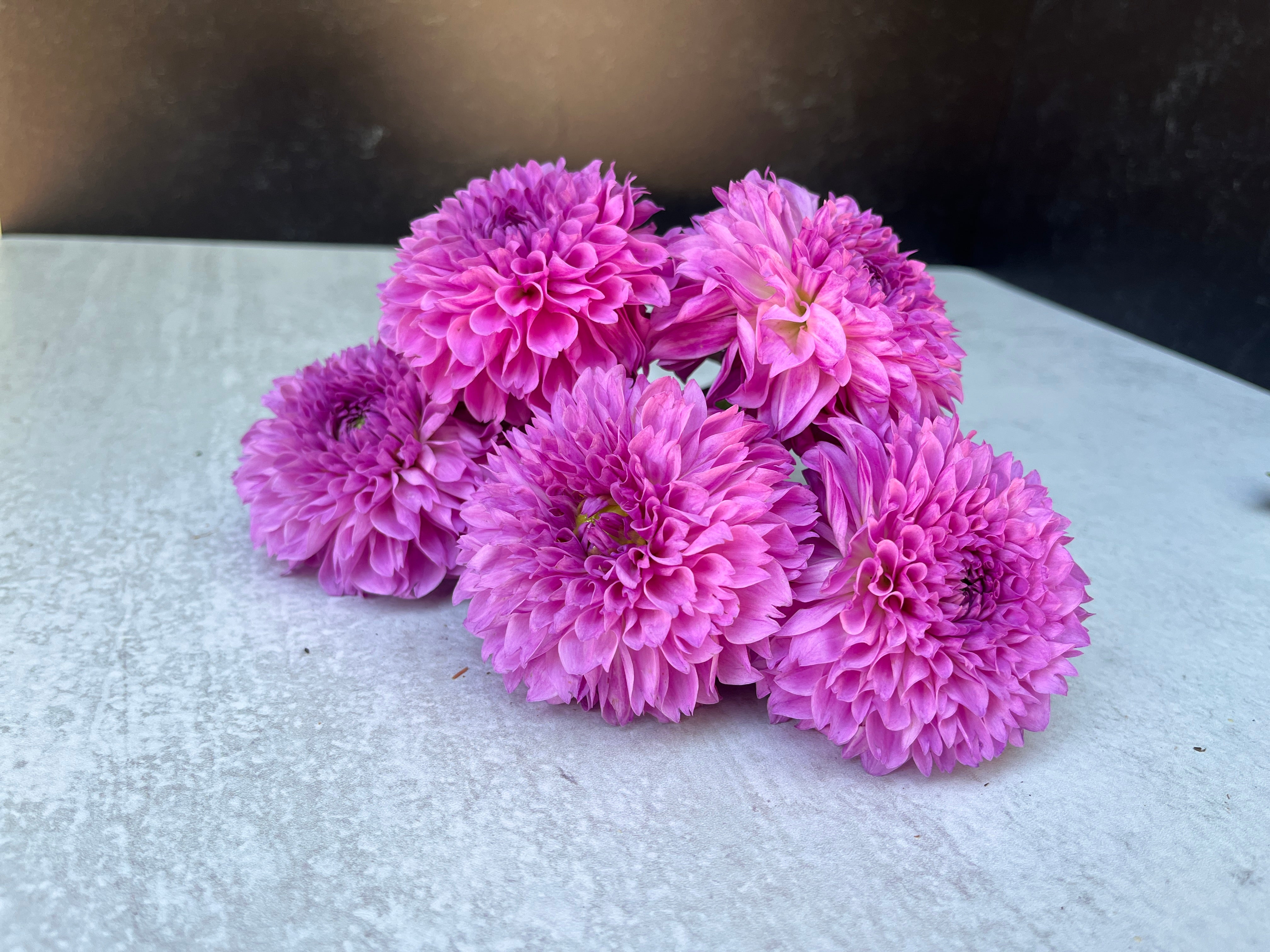 Dahlia Regular-Robann Regal