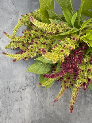 Amaranth-Pistachio