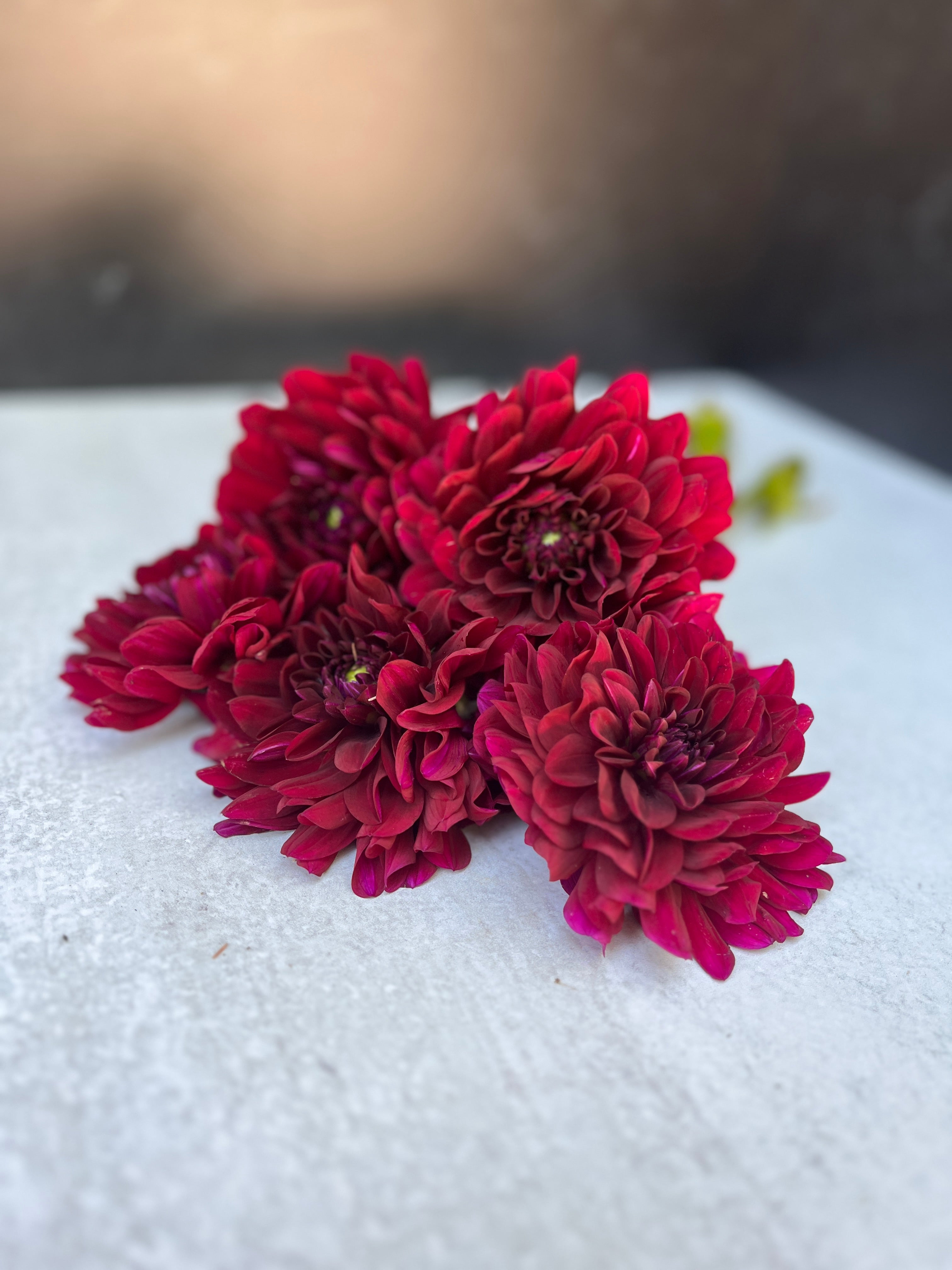 Dahlia Regular-Karma Naomi