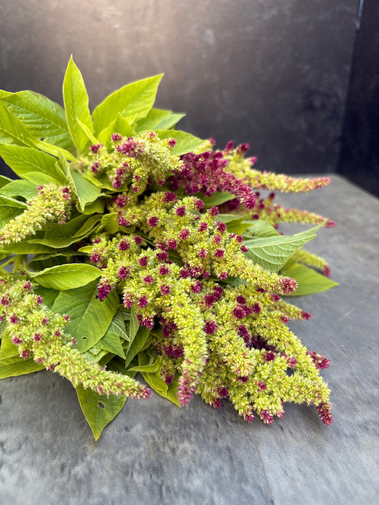 Amaranth-Pistachio