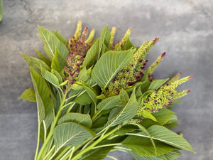 Amaranth-Pistachio