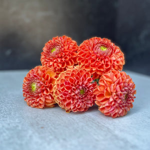 Dahlia Regular-Cornel Bronze