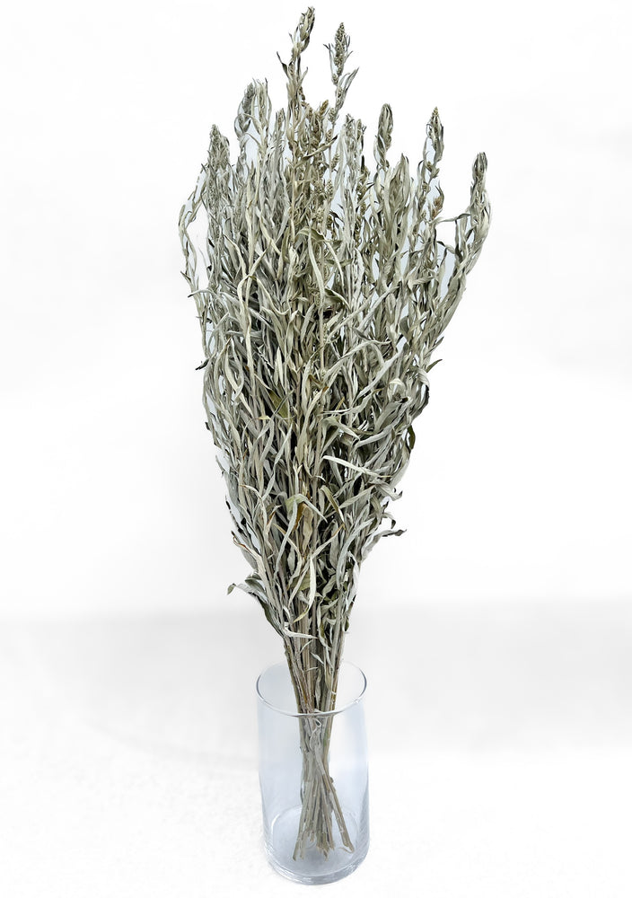 Dried Grasses-Artemisia Silver King - SMFF Wholesale