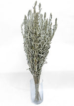 Dried Grasses-Artemisia Silver King - SMFF Wholesale