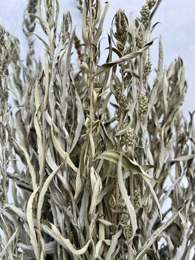 Dried Grasses-Artemisia Silver King - SMFF Wholesale