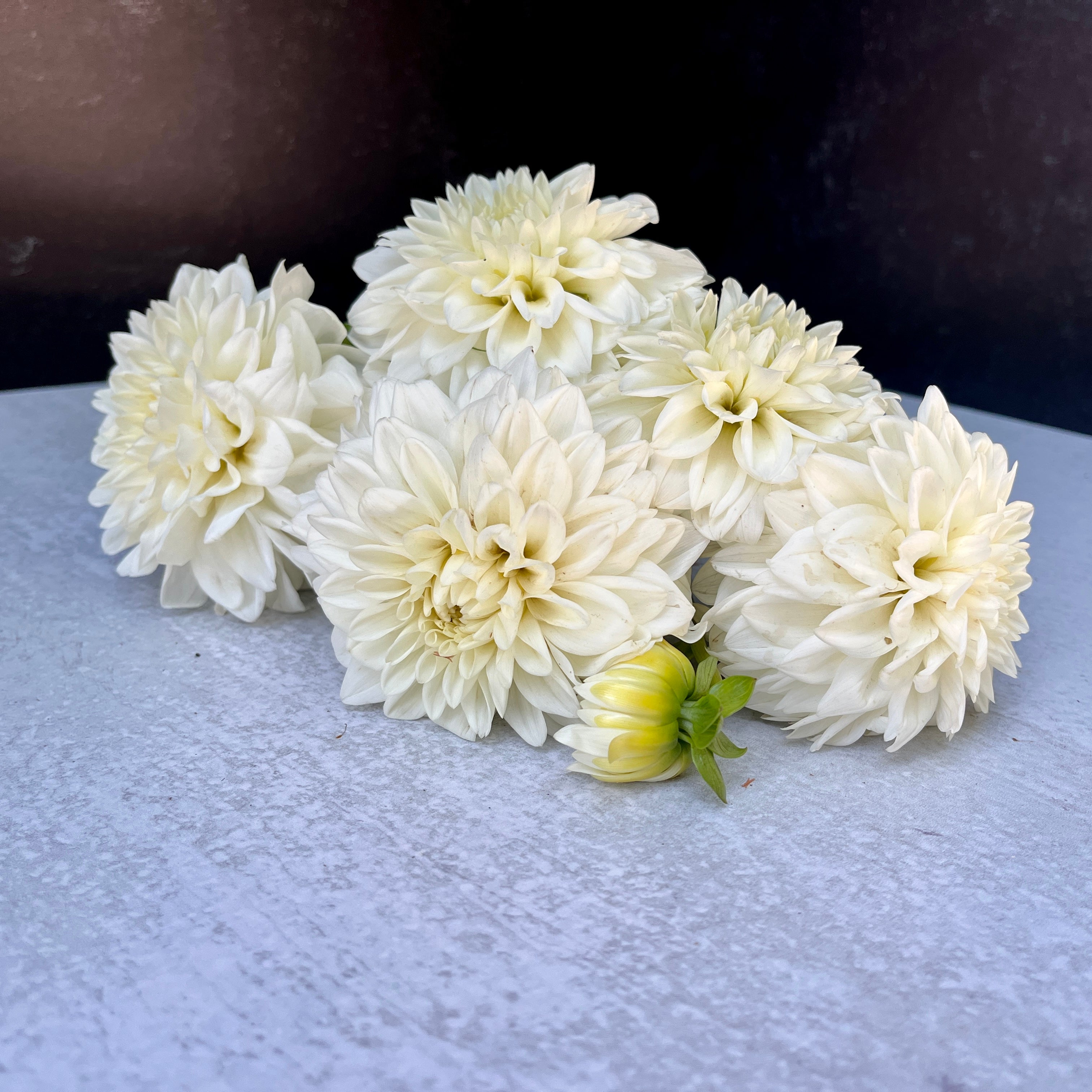 Dahlia Regular-Blizzard