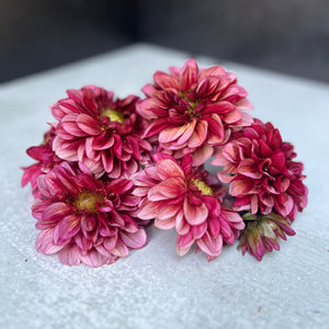 Dahlia Regular-Senior's Hope