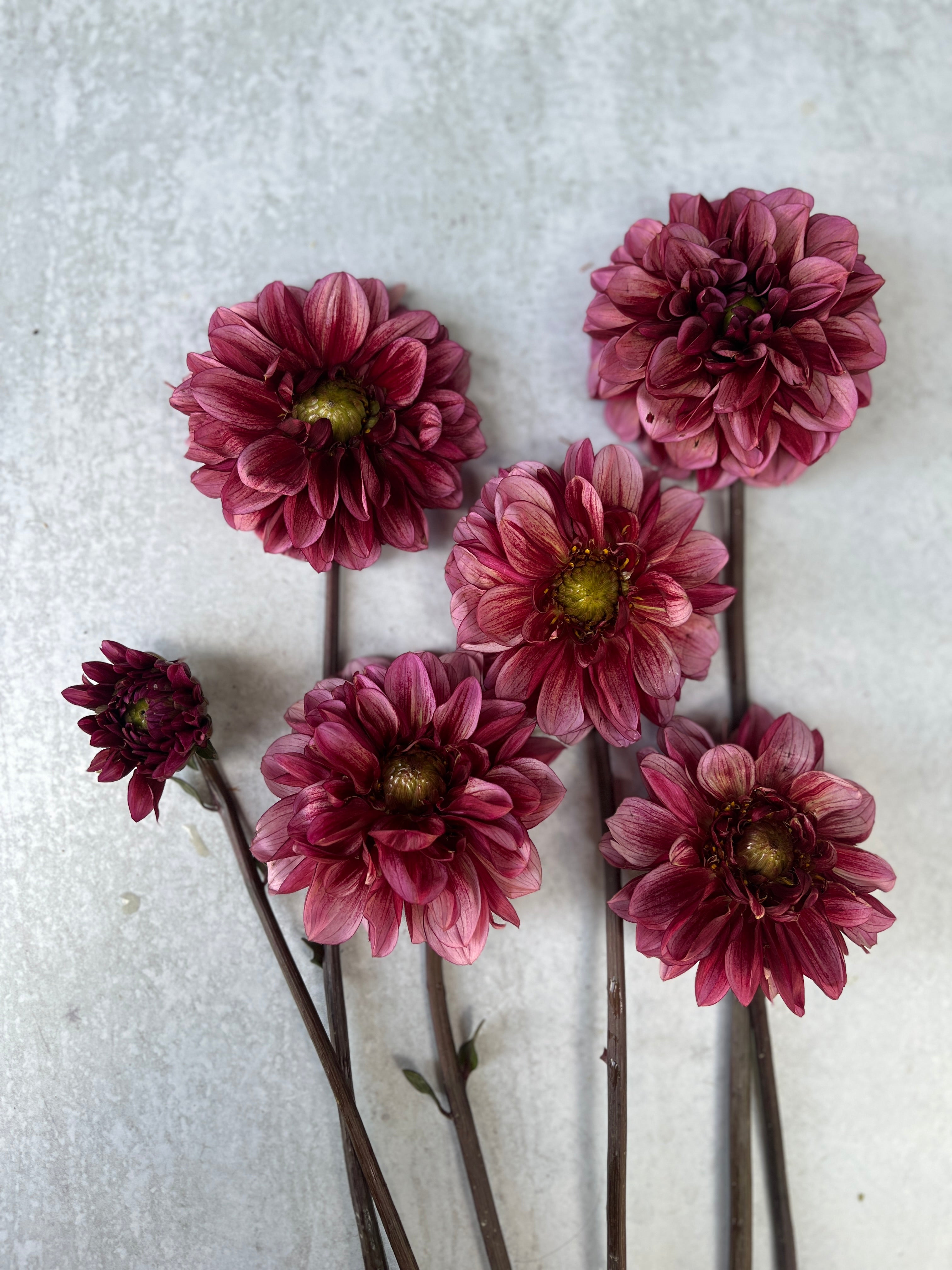Dahlia Regular-Senior's Hope