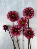 Dahlia Regular-Senior's Hope