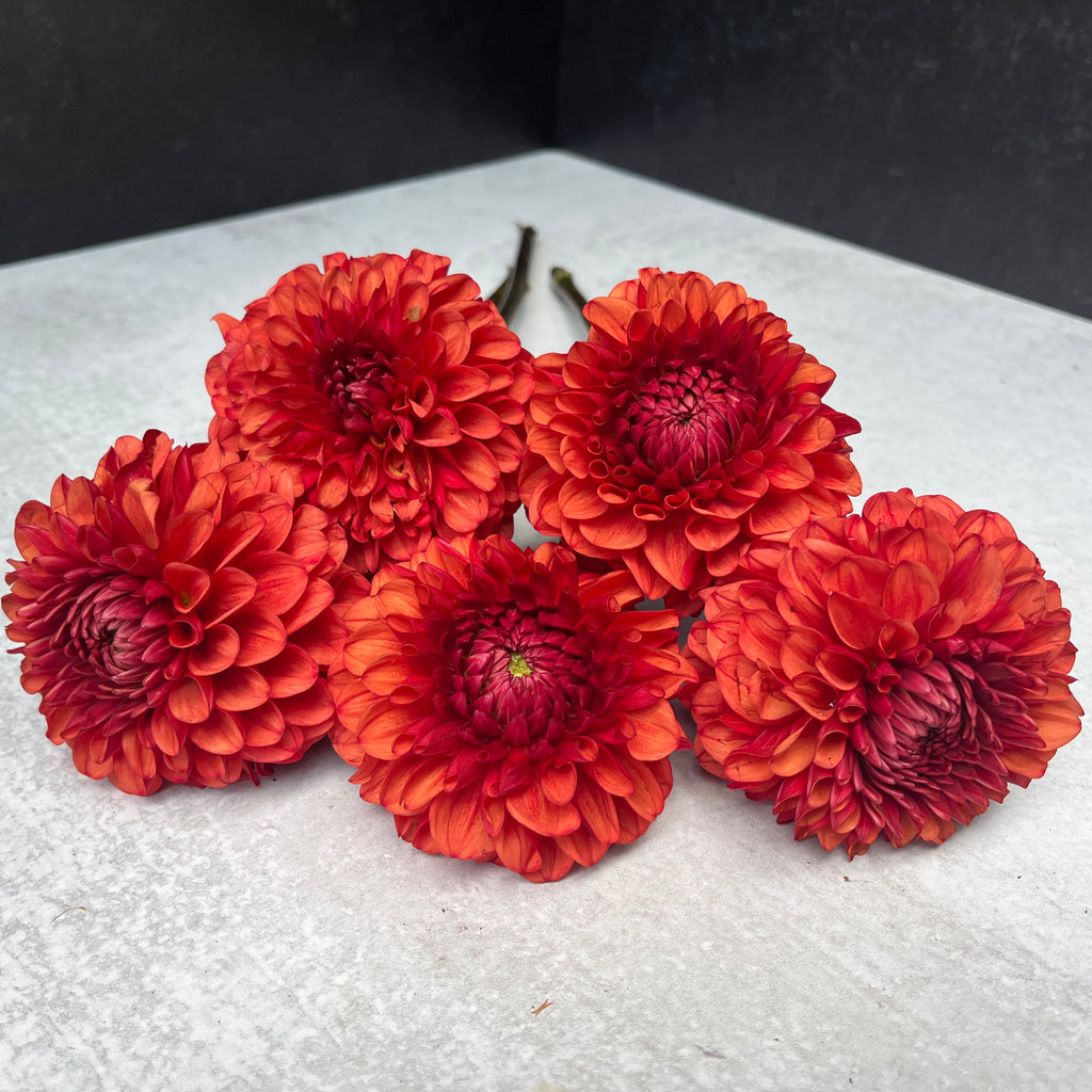 Dahlia Regular-Brown Sugar (GH grown)